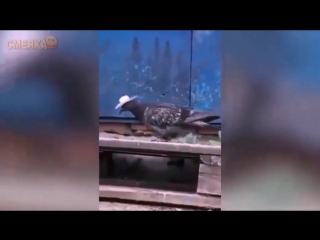 Приколы октябрь 2016 №195