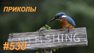 Приколы сентябрь 2019 №530