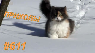 Приколы декабрь 2019 №611